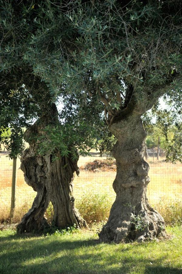 Monte Dos Pensamentos - Turismo Rural Estremoz Eksteriør billede